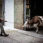 Dai Minisins Κατάλυμα σε φάρμα