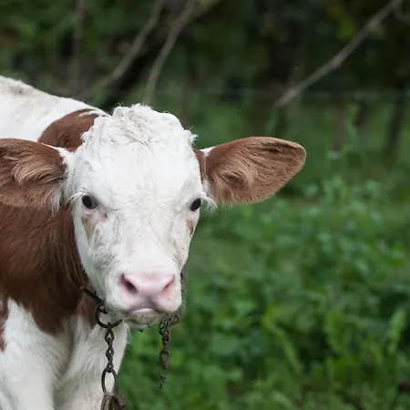 Dai Minisins Farmház *