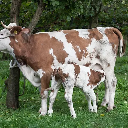 Dai Minisins * Savorgnano