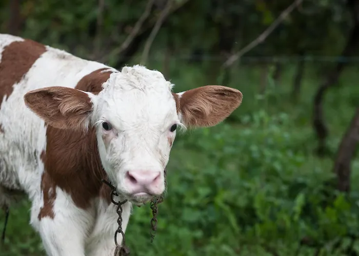 Dai Minisins Farmház *