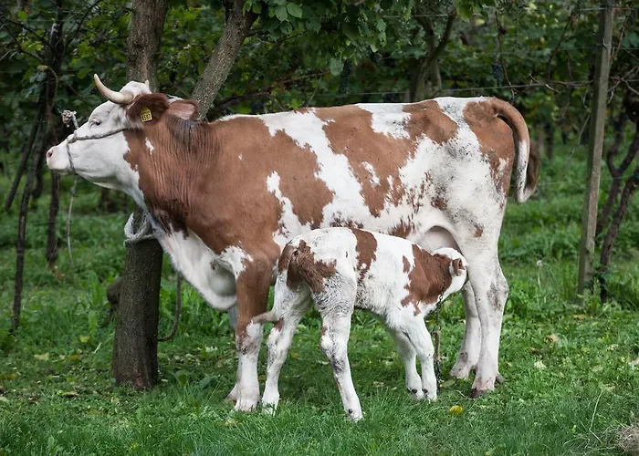 Dai Minisins * Savorgnano