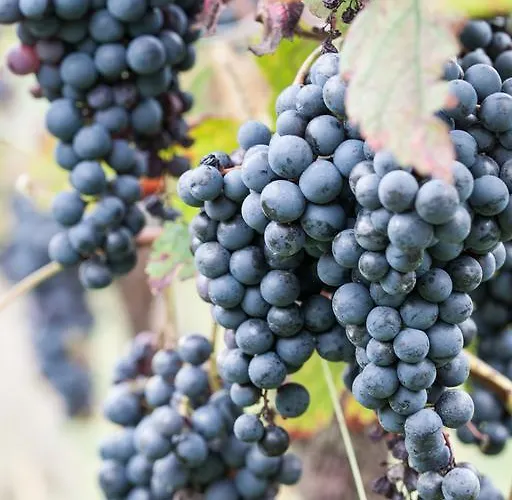 Κατάλυμα σε φάρμα Dai Minisins *